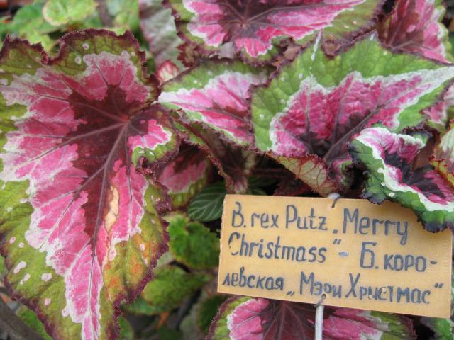 Begonia rex Merry Christmass